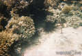 photo de plongée