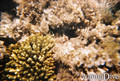photo de plongée