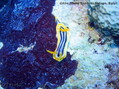 photo de plongée