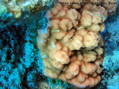 photo de plongée