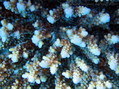 photo de plongée