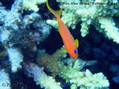 photo de plongée