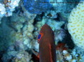 photo de plongée