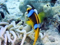 photo de plongée