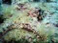 photo de plongée