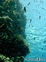 photo de plongée