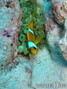 photo de plongée