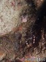 photo de plongée