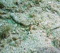 photo de plongée