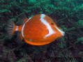 photo de plongée