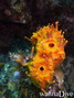 photo de plongée