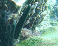 photo de plongée
