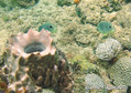 photo de plongée