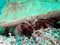 photo de plongée