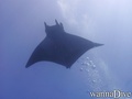 photo de plongée