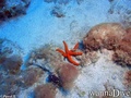 photo de plongée