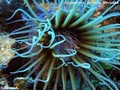 photo de plongée
