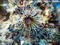 photo de plongée