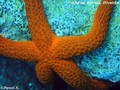 photo de plongée