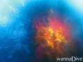 photo de plongée