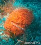 photo de plongée