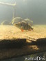 photo de plongée