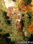 photo de plongée