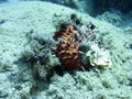 photo de plongée
