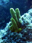 photo de plongée