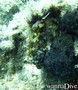 photo de plongée
