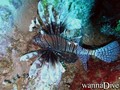 photo de plongée