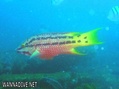 photo de plongée